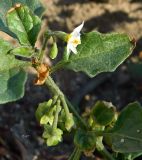 Solanum nigrum