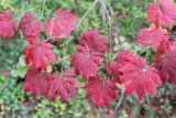 Acer pseudosieboldianum. Ветвь с листьями в осенней раскраске. Приморье, Хасанский р-н, полуостров Гамова, окр. мыса Гамова, широколиственный лес. 03.10.2016.