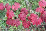 Acer pseudosieboldianum. Ветвь с листьями в осенней раскраске. Приморье, Хасанский р-н, полуостров Гамова, окр. мыса Гамова, широколиственный лес. 03.10.2016.