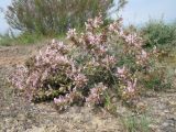 Lagochilus diacanthophyllus. Цветущее растение. Казахстан, Сев. Тянь-Шань, плато Сюгаты, глинисто-щебнистый участок нагорной пустыни. 23 мая 2016 г.