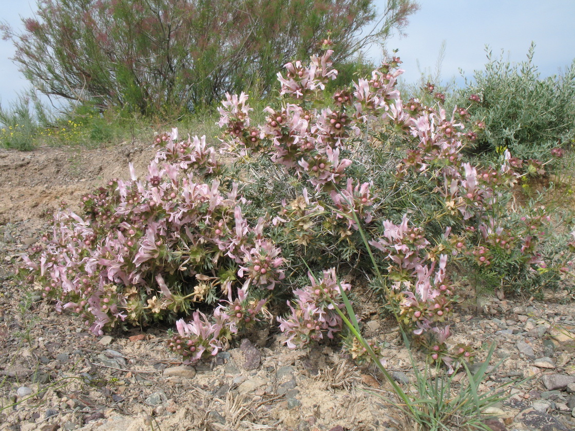 Image of Lagochilus diacanthophyllus specimen.