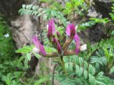 Astragalus fedtschenkoanus