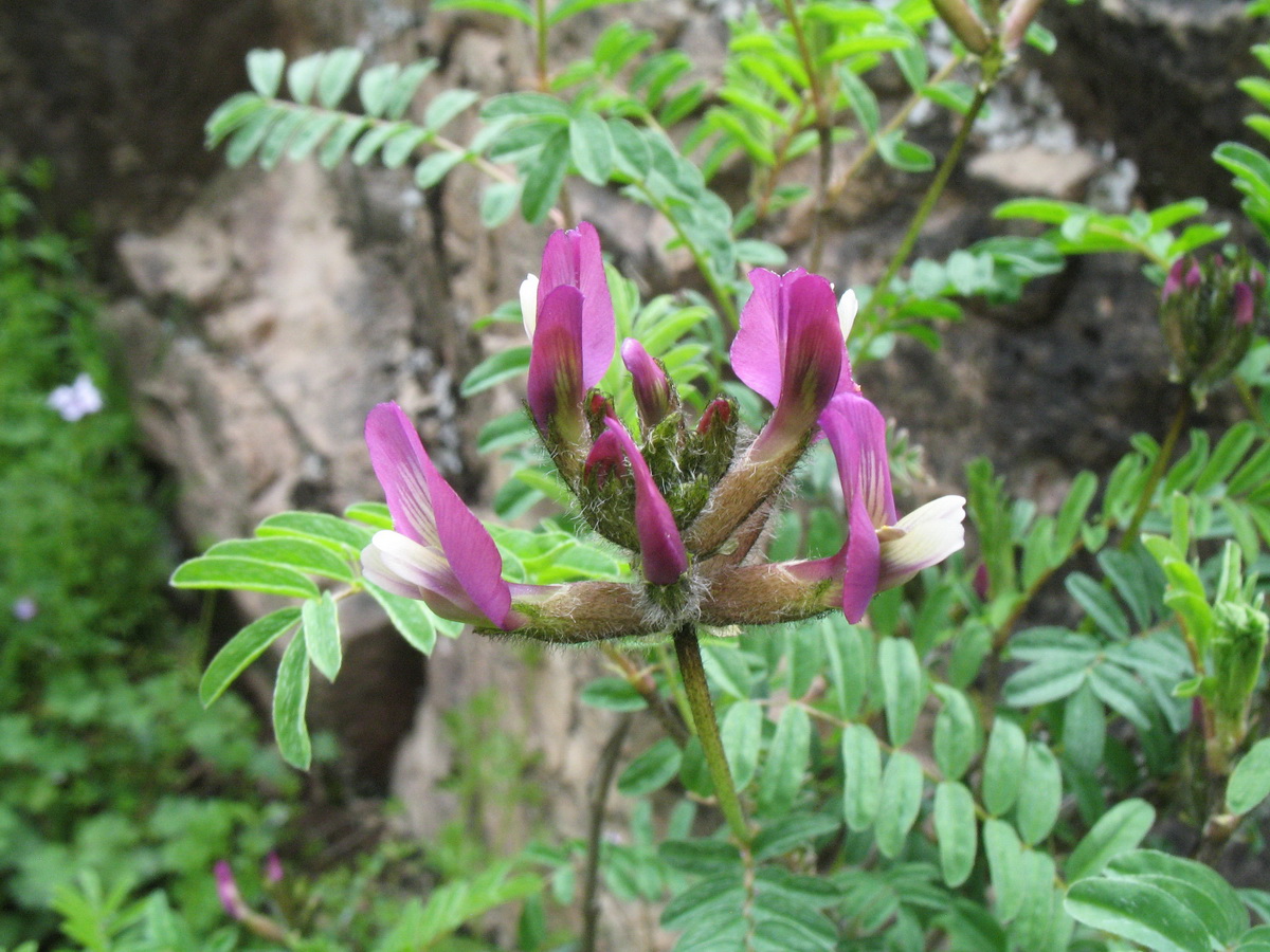 Изображение особи Astragalus fedtschenkoanus.