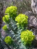 Euphorbia rigida