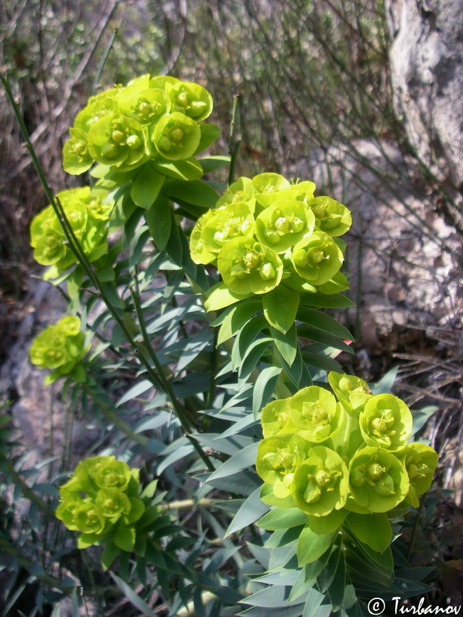 Изображение особи Euphorbia rigida.