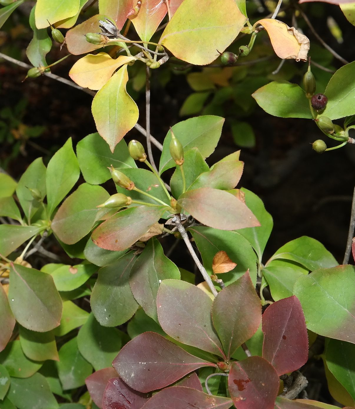 Image of genus Enkianthus specimen.