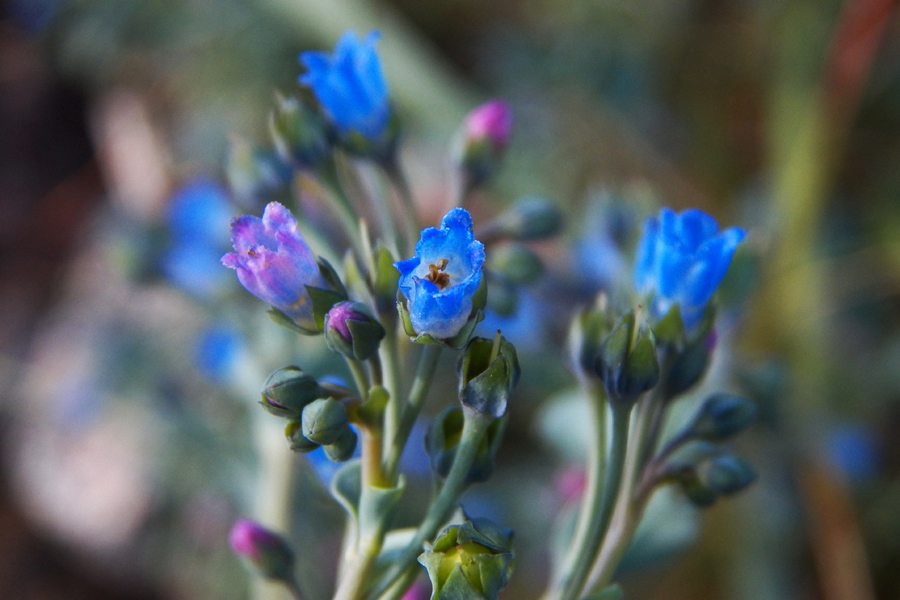 Image of Mertensia maritima specimen.