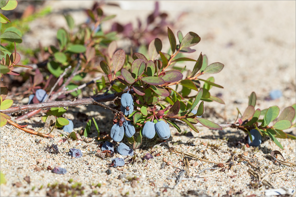 Изображение особи Vaccinium uliginosum.