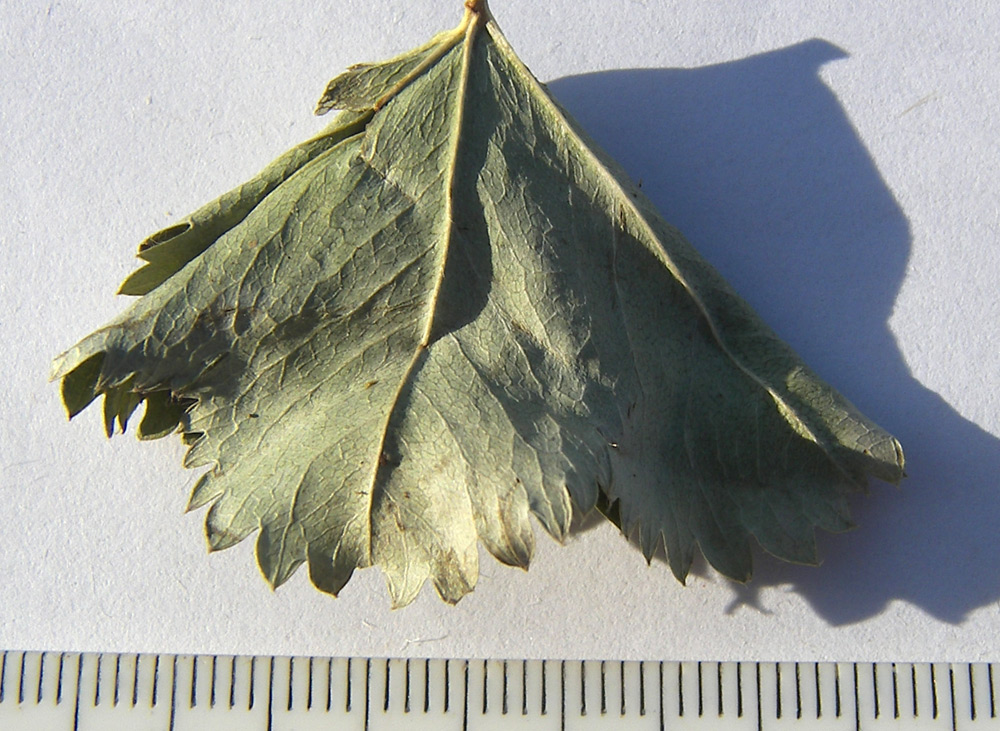 Image of Alchemilla psilocaula specimen.