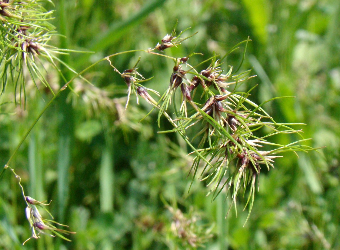 Изображение особи Poa bulbosa ssp. vivipara.
