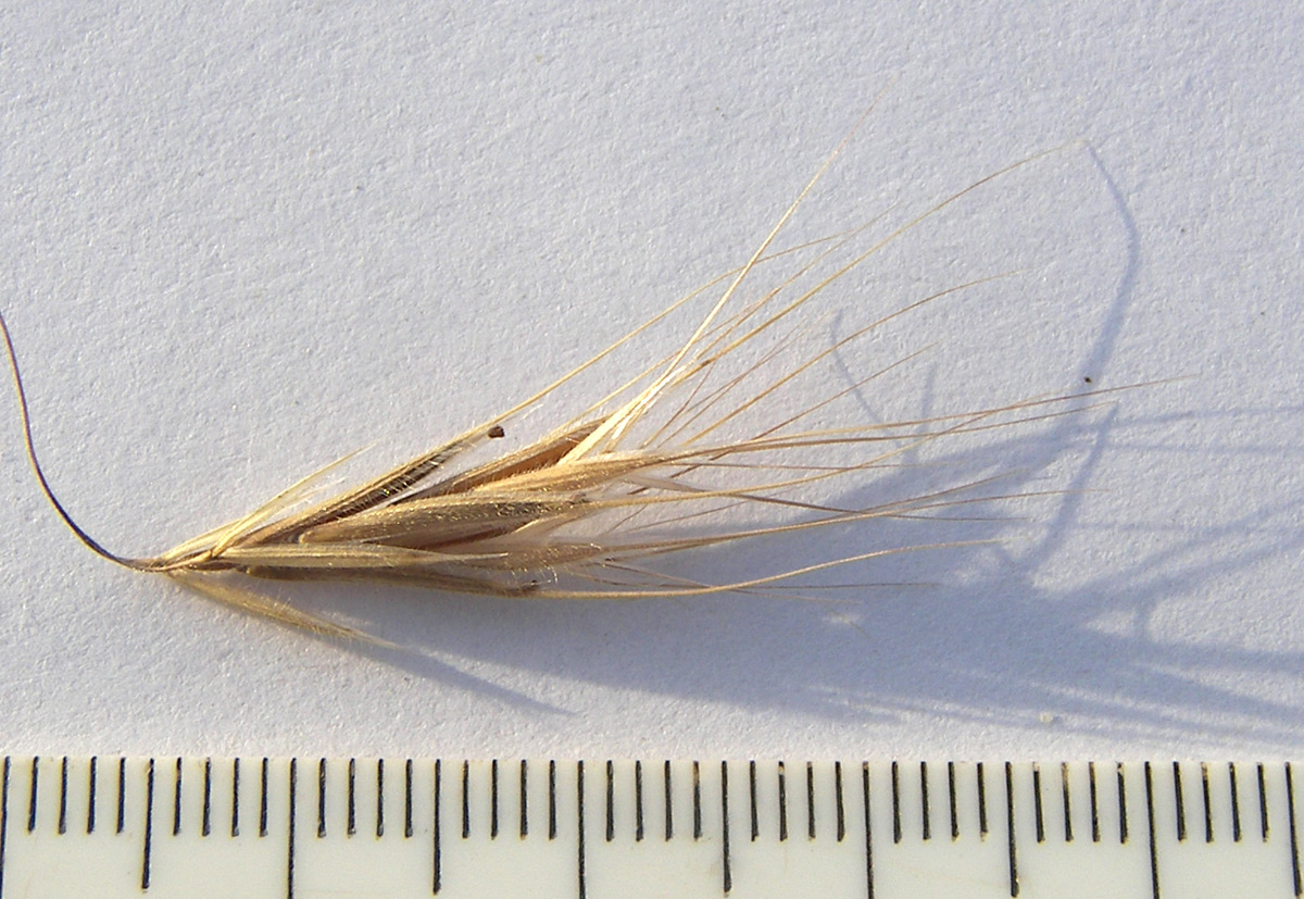 Image of Anisantha tectorum specimen.