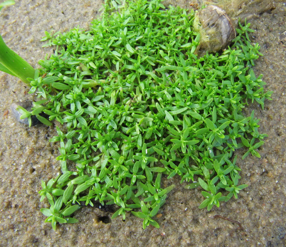 Image of Callitriche palustris specimen.