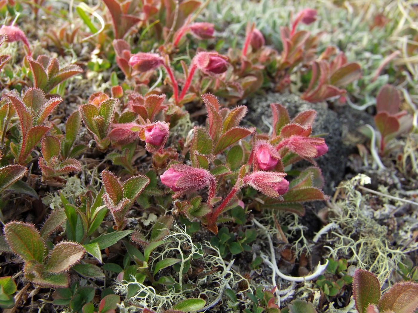 Image of Rhododendron camtschaticum specimen.