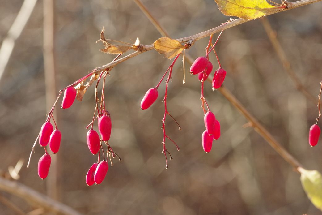 Image of Berberis vulgaris specimen.