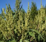 Cyclachaena xanthiifolia