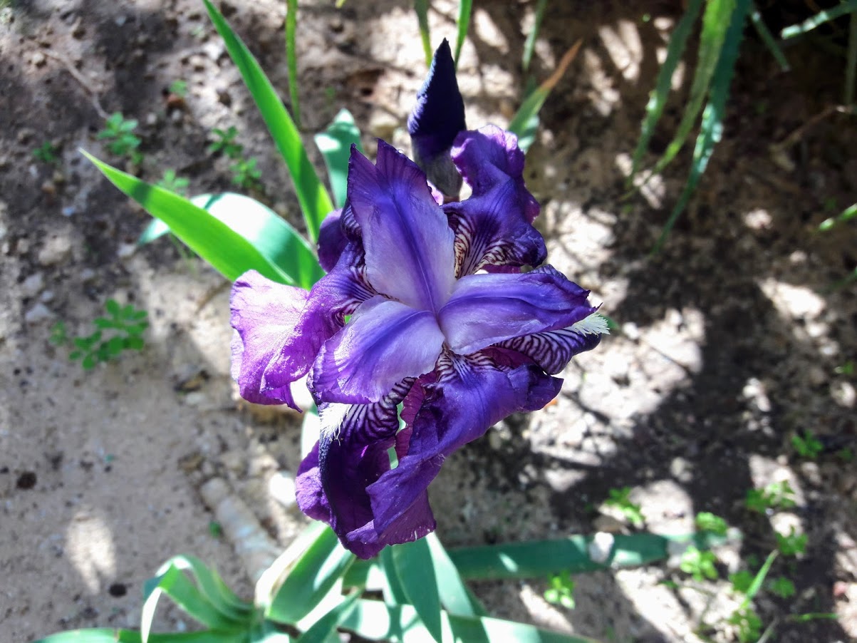 Изображение особи Iris germanica.