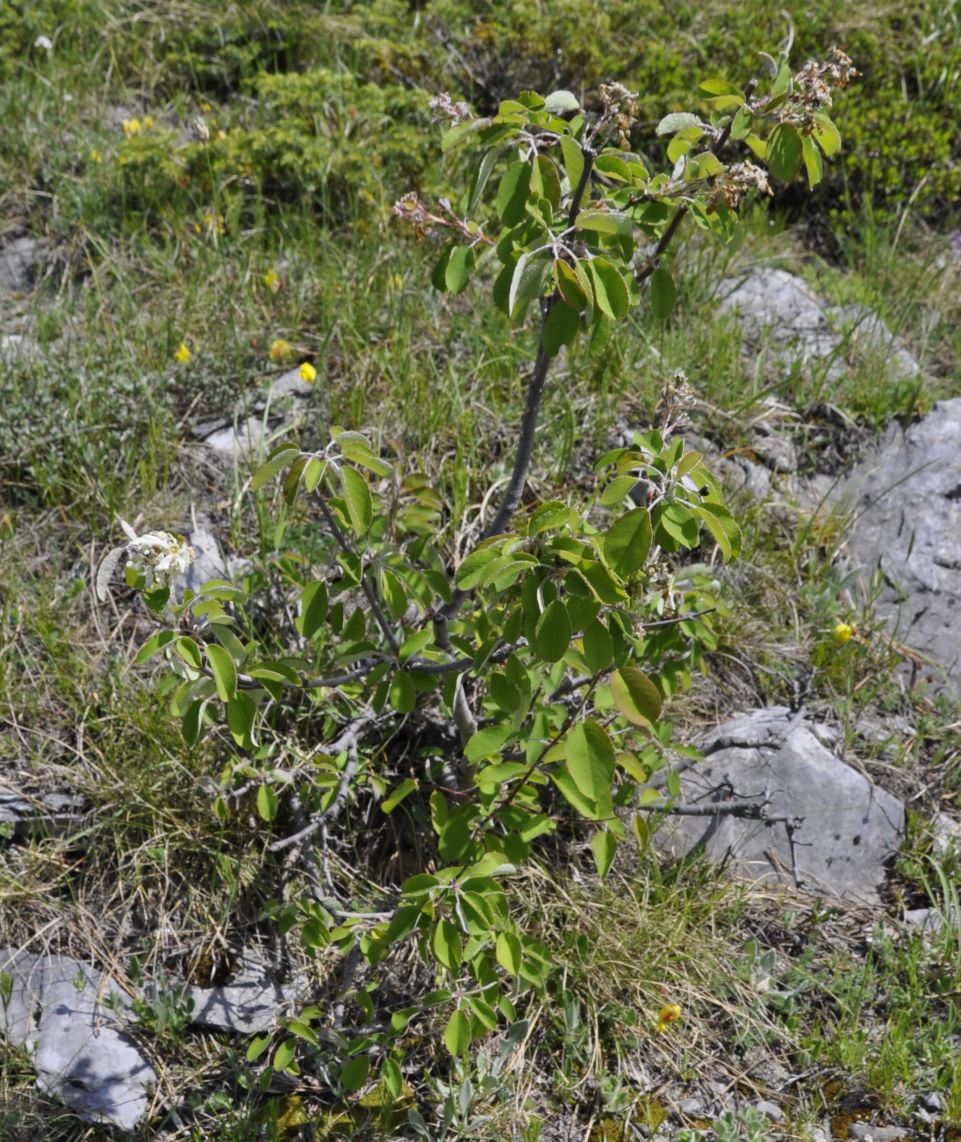 Image of Amelanchier ovalis specimen.