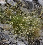 Silene subspecies dionysii