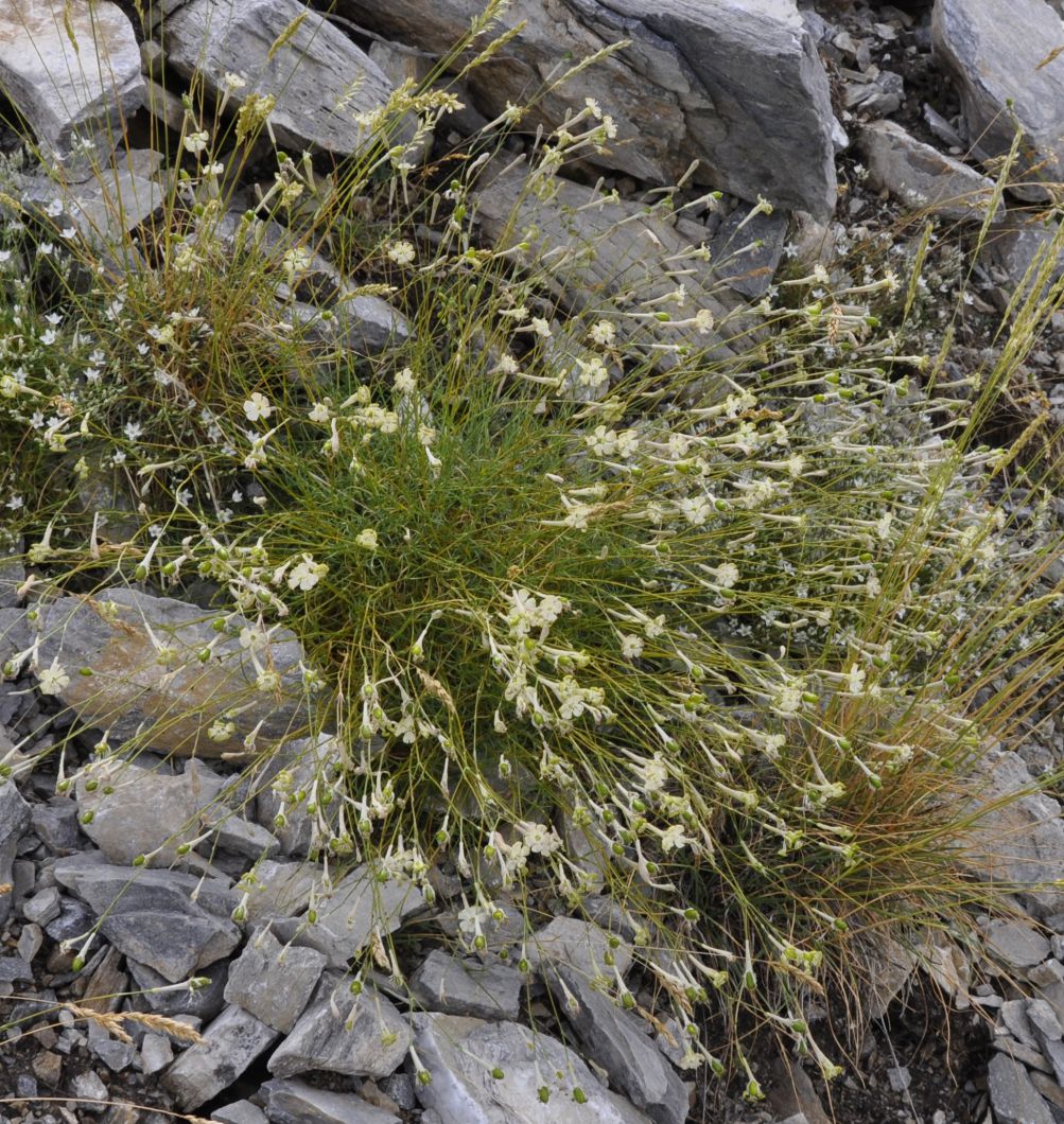 Изображение особи Silene parnassica ssp. dionysii.