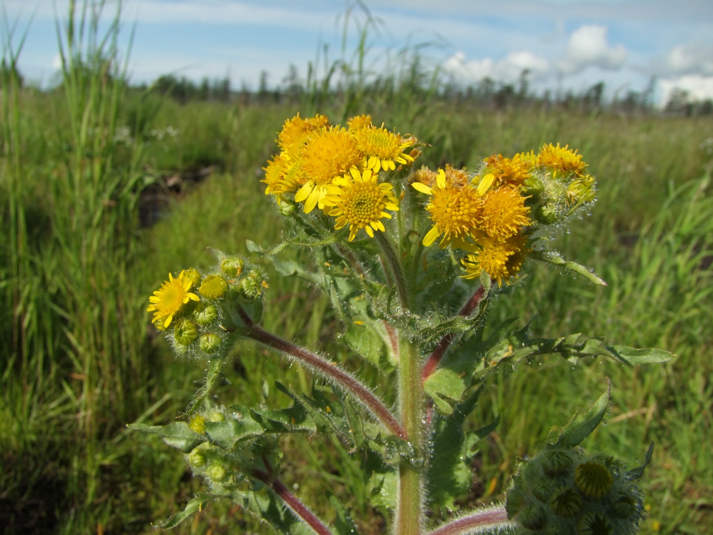 Изображение особи Tephroseris palustris.