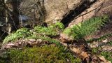 Polypodium vulgare