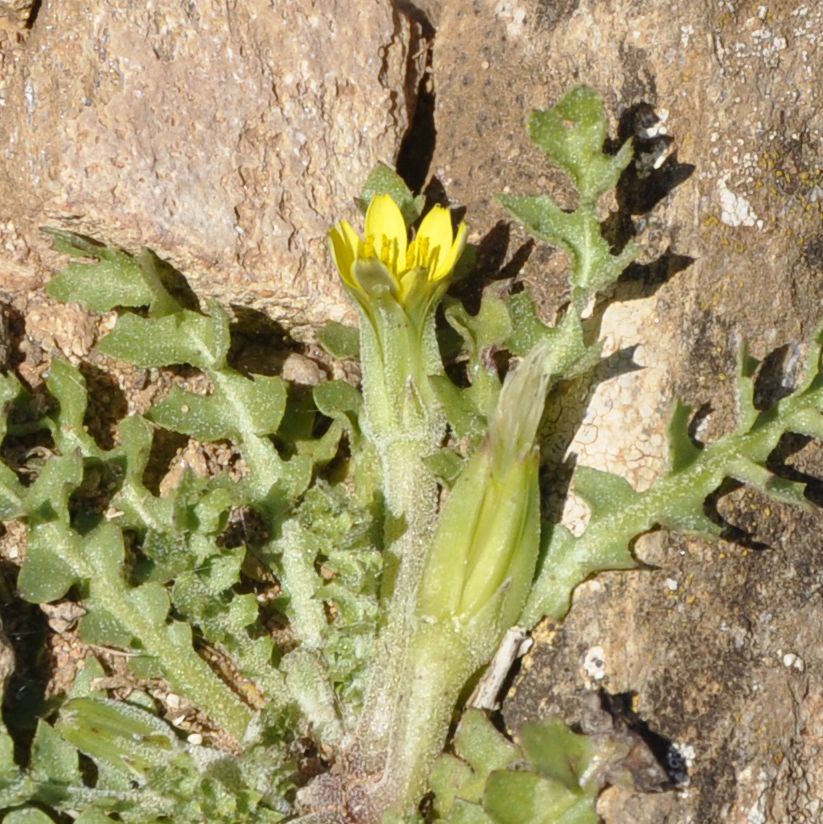 Image of Hyoseris scabra specimen.