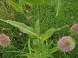 Dipsacus fullonum