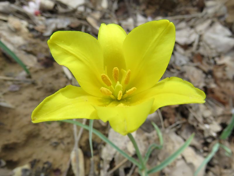 Изображение особи Tulipa scharipovii.