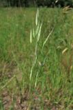 Bromus arvensis