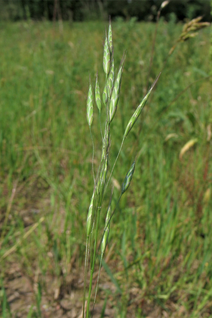 Изображение особи Bromus arvensis.