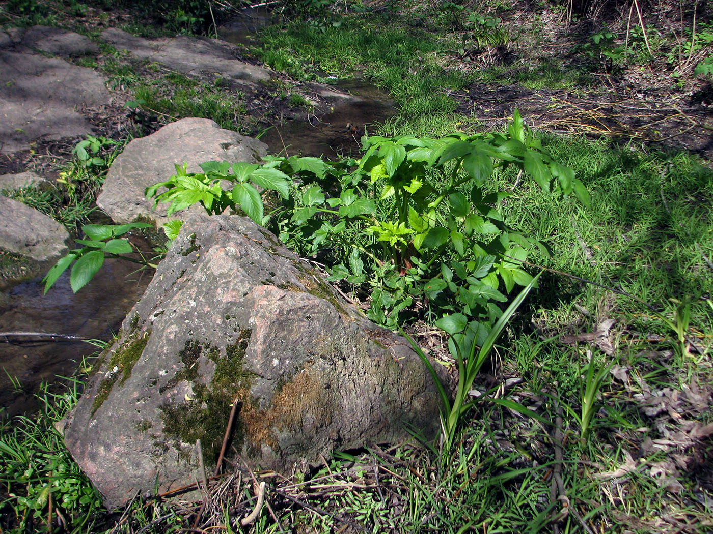 Изображение особи Archangelica officinalis.