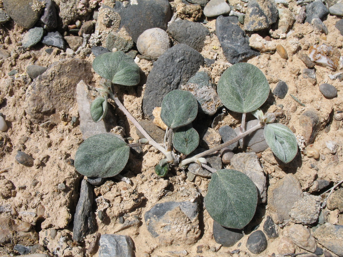 Изображение особи Astragalus transnominatus.