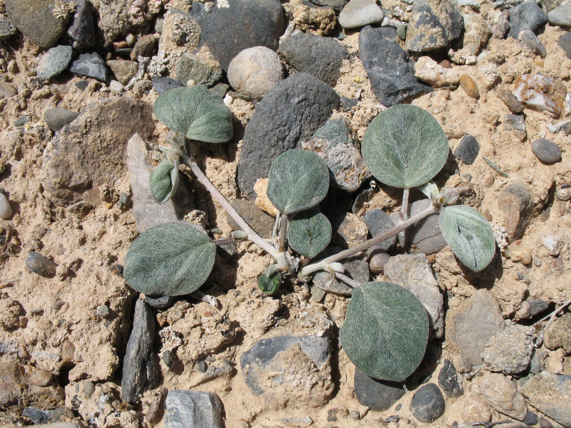 Image of Astragalus transnominatus specimen.