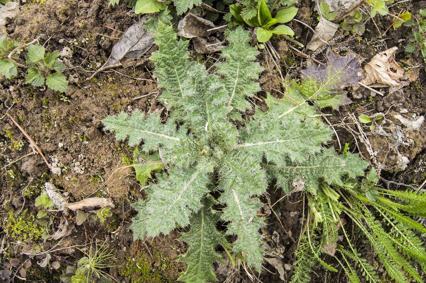 Image of Cirsium vulgare specimen.