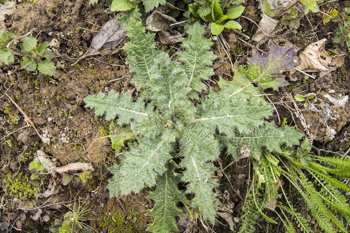 Image of Cirsium vulgare specimen.