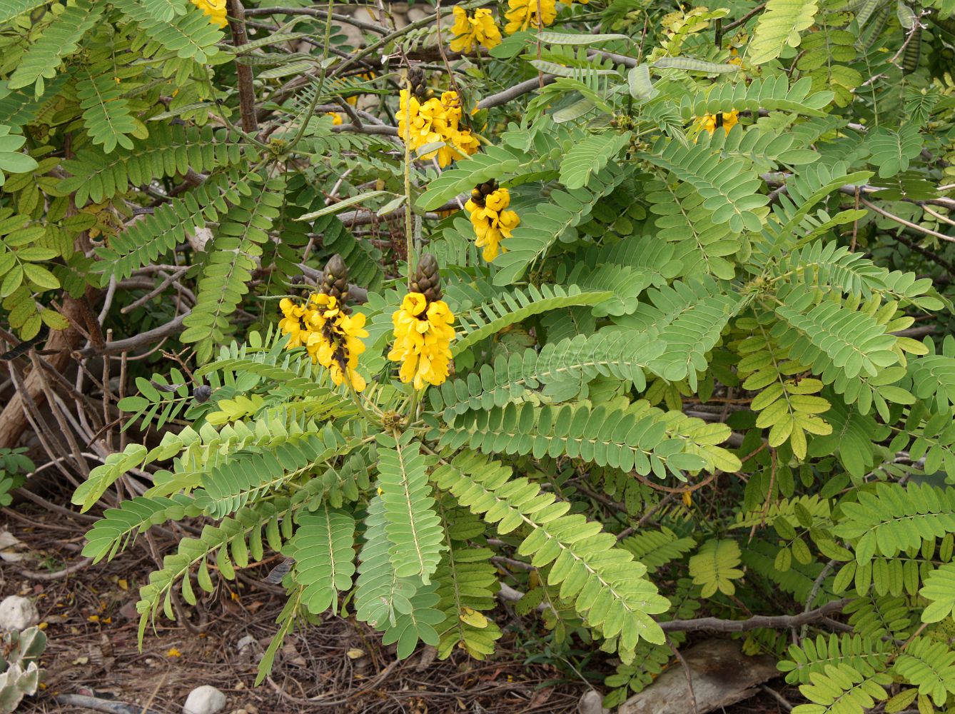 Image of Senna didymobotrya specimen.