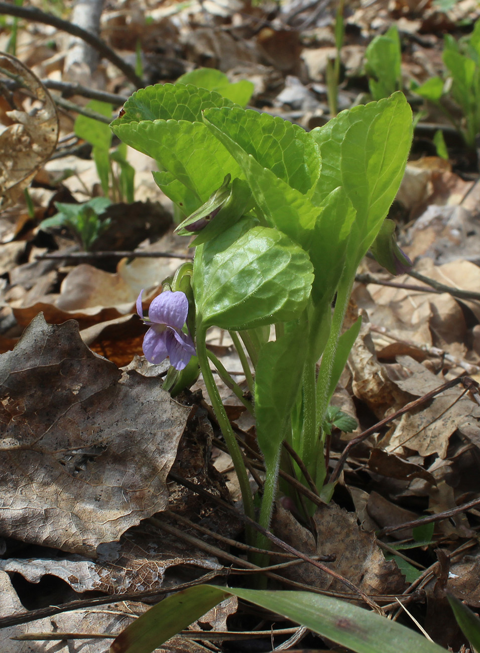 Image of Viola mirabilis specimen.