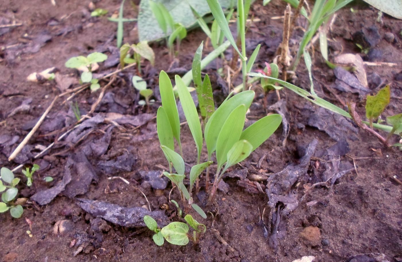 Изображение особи Polygonatum odoratum.