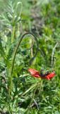 Papaver laevigatum. Цветонос с бутоном и и повреждённый побег с цветком. Крым, Арабатская стрелка, окр. с. Соляное, на берегу южного плеса зал. Восточный Сиваш. 30.05.2017.