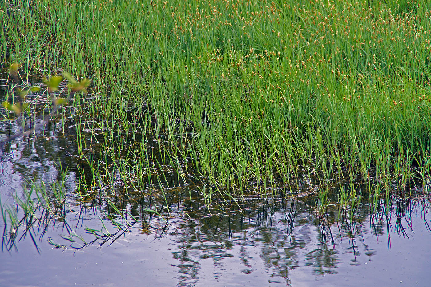 Image of Carex pseudocuraica specimen.