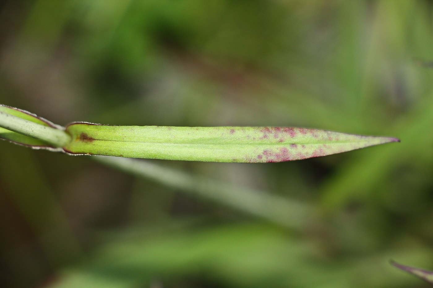 Изображение особи Viscaria vulgaris.