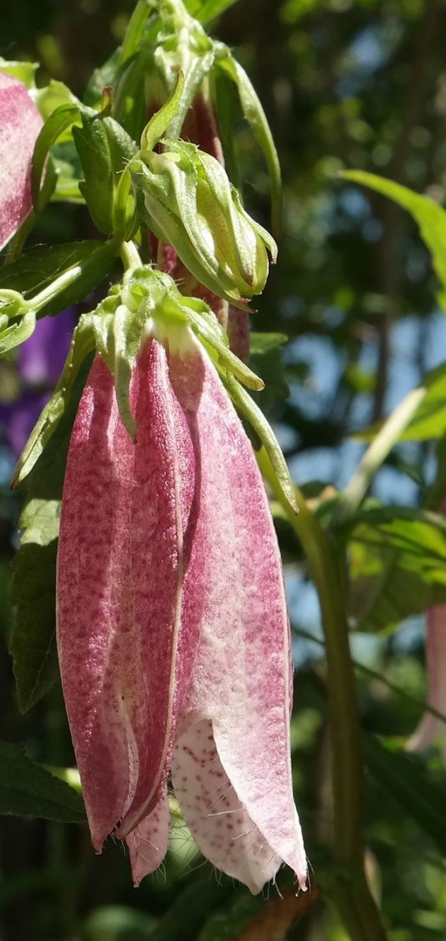 Изображение особи Campanula takesimana.