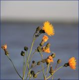 Sonchus arvensis ssp. uliginosus