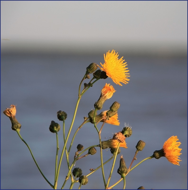 Image of Sonchus arvensis ssp. uliginosus specimen.