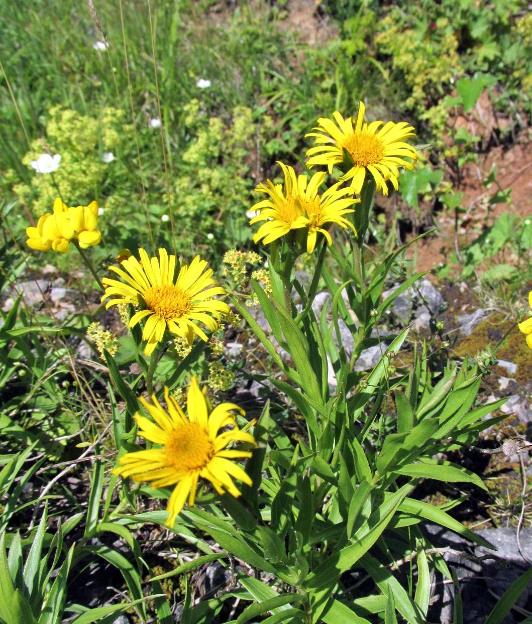 Изображение особи Inula ensifolia.