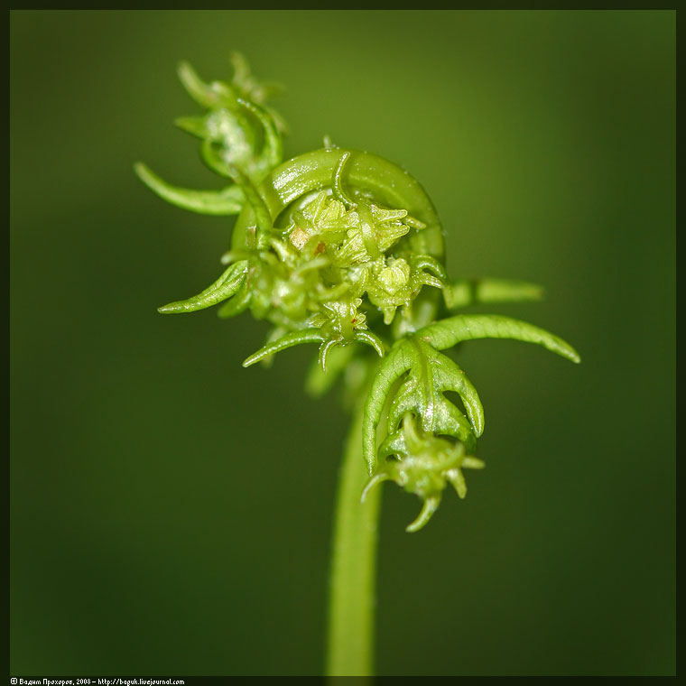 Изображение особи Thelypteris palustris.