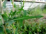 Lactuca serriola. Лист. Москва, Кусково, пустырь у ж.-д. платформы Кусково. 04.08.2017.