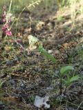 Epipactis atrorubens