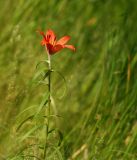 Lilium pensylvanicum. Верхушка цветущего растения. Приморский край, Ольгинский р-н, окр. пгт Ольга, долина р. Ольга, белоберёзовый лес. 06.07.2017.