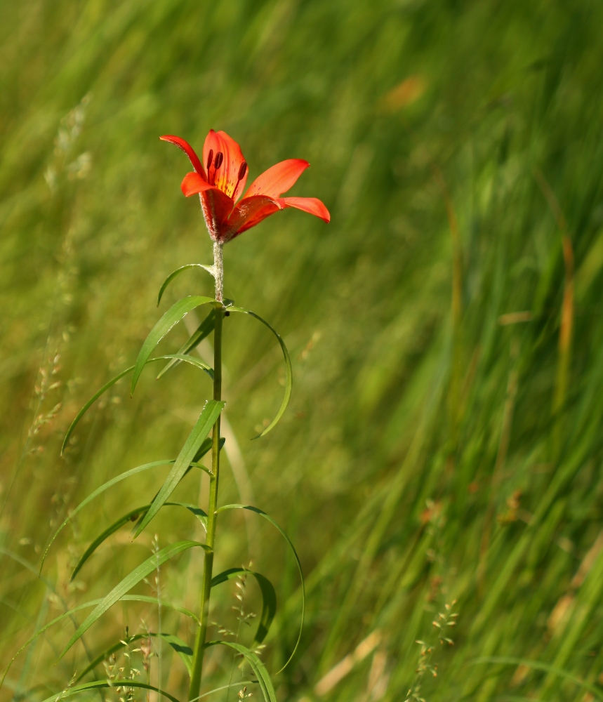 Image of Lilium pensylvanicum specimen.